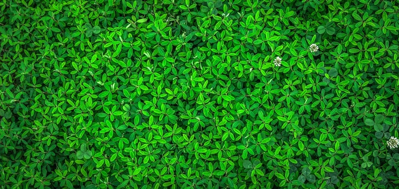 Leafy Green Invites