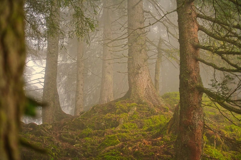 Enchanted Forest Reception